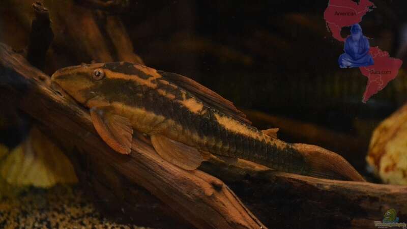 Red Bruno (Cochliodon sp. ´Paraguay´) von GGuardiaNN (90)