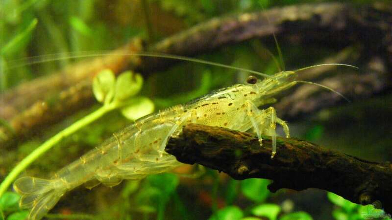 Caridina multidentata von Flossenbeschauer (18)