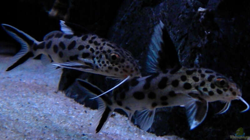 Einrichtungsbeispiele für Aquarien mit Synodontis multipunctatus (Vielpunkt-Kuckuckswels)