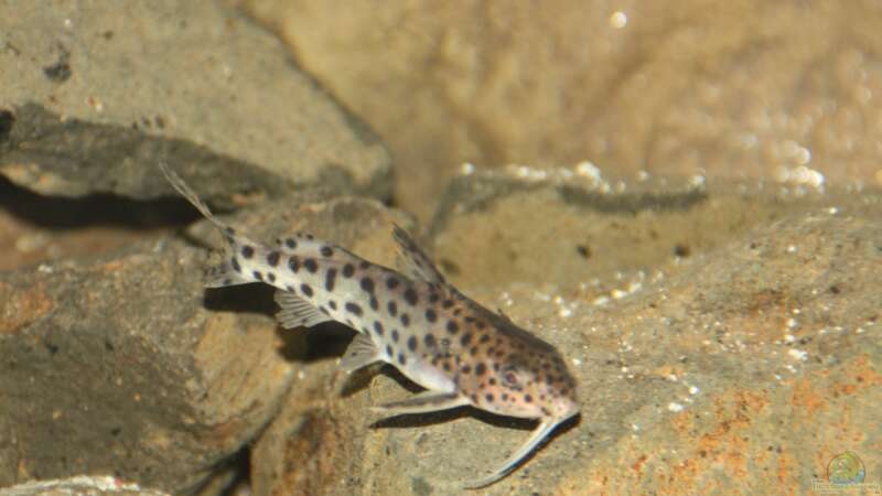 Aquarien mit Synodontis-Arten (Fiederbartwelse)