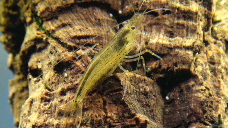 Caridina multidentata von Marcel Reiter (29)