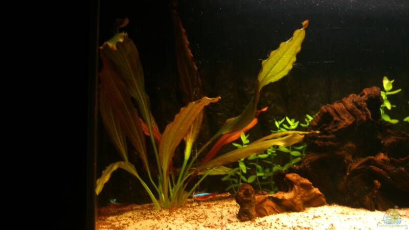 Pflanzen im Aquarium Becken 23381 von ehemaliger User (21) Pflanzen im Aquarium Becken 23381 von ehemaliger User (21)