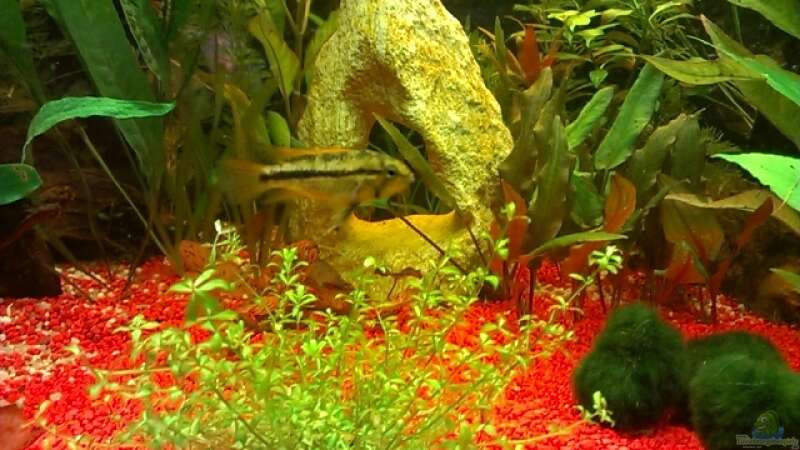 Aquarien mit Apistogramma cacatuoides (Kakadu Zwergbuntbarsch)