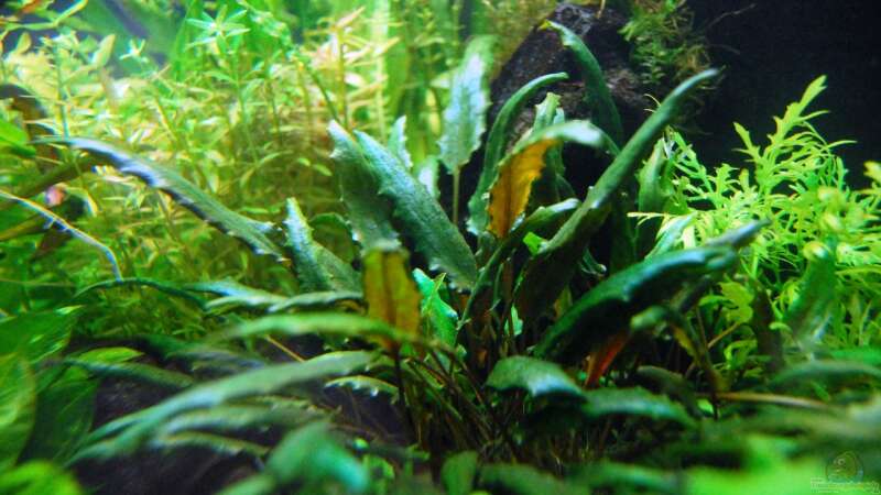 Cryptocoryne Wendtii green von Michael Seraph (15)