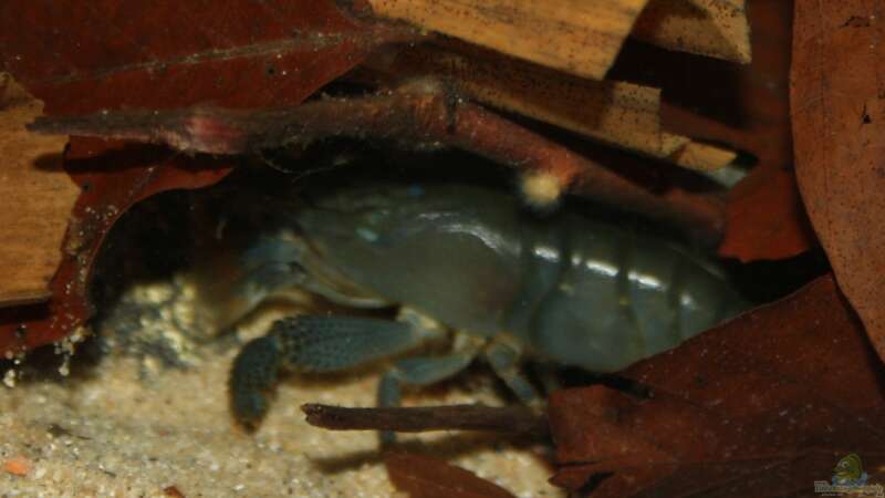 Atya gabonensis unter dem Laub von Florian Bandhauer (86)