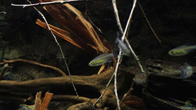 Pflanzen im Aquarium Afrikas Kongo River von Florian Bandhauer (23)