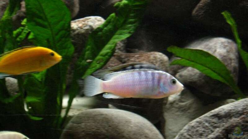 Labidochromis Caeruleus, Labidochromis Chisumulae von Patrick Schäfer (7)