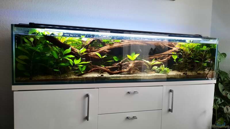 Aquarium Hauptansicht von 130cm Asiatisches Flachwasser-Biotop von Berlin42 (1)