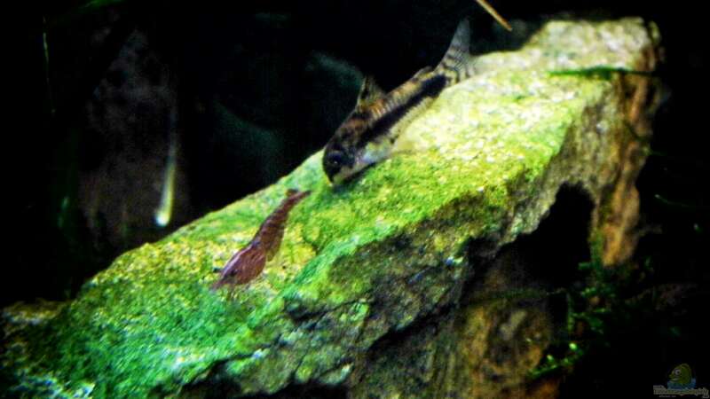 Aquarien für Corydoras pygmaeus (Zwergpanzerwels)