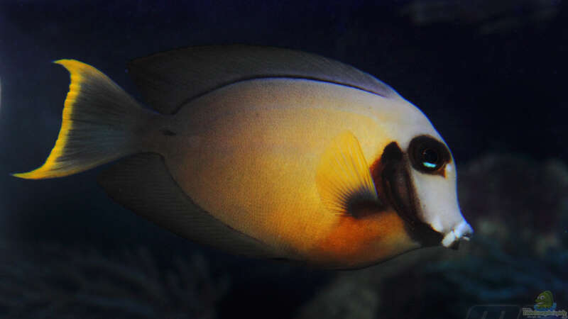 Acanthurus pyroferus - Schokoladen- oder Mimikrydoktor von meerwasser-gb (26)