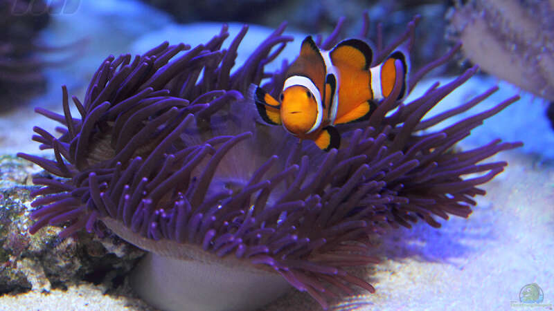 Amphiprion ocellaris - Falscher Clown - Anemonenfisch von meerwasser-gb (27)