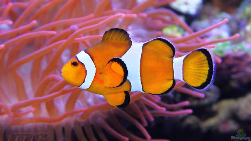 Amphiprion ocellaris - Falscher Clown - Anemonenfisch von meerwasser-gb (34)