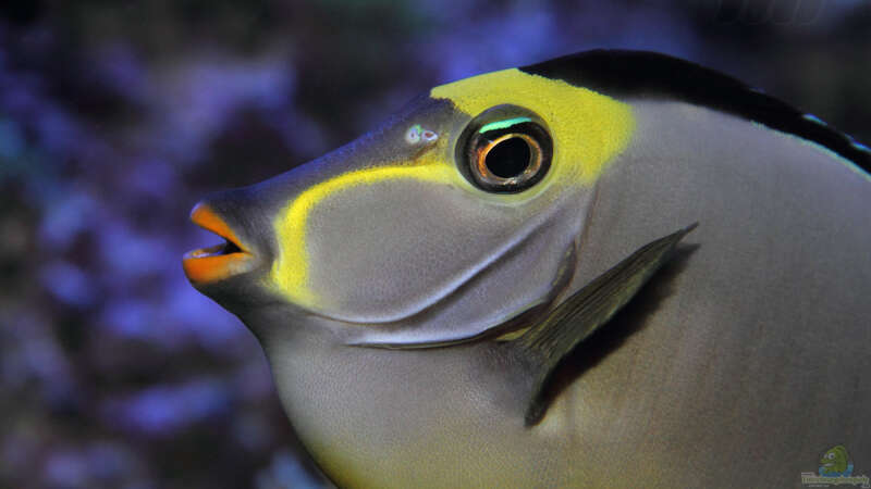 Naso lituratus - Kuhkopf- Doktorfisch von meerwasser-gb (23)