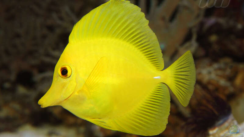 Zebrasoma flavescens - Zitronenflossen-Doktorfisch oder Hawaii-Doktor von meerwasser-gb (29)