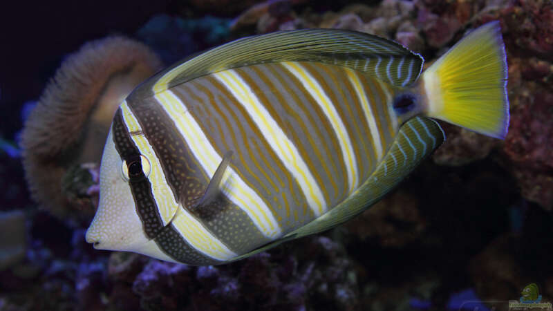 Zebrasoma velifer - Pazifischer Segelflossen-Doktorfisch von meerwasser-gb (24)