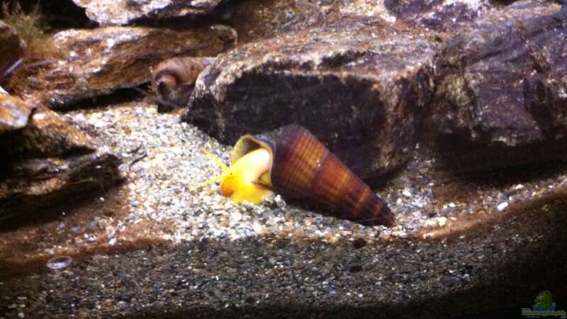 Aquarium Hauptansicht von Becken 24 von Exotist (16)