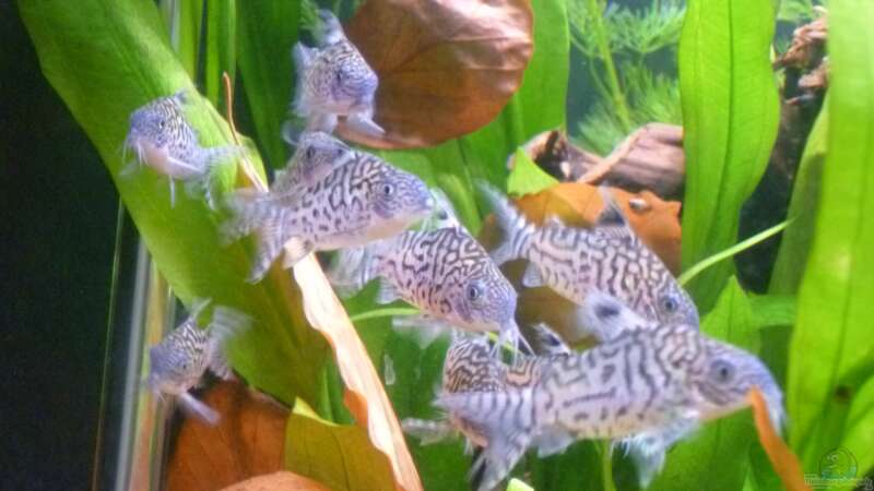 Corydoras reticulatus im Aquarium halten (Einrichtungsbeispiele mit Netz-Panzerwels)