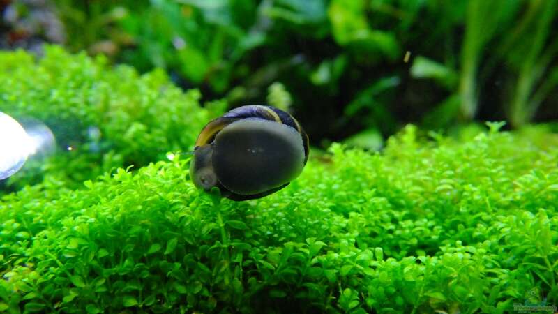 Schnecken im Aquarium halten (Einrichtungsbeispiele mit Schnecken)