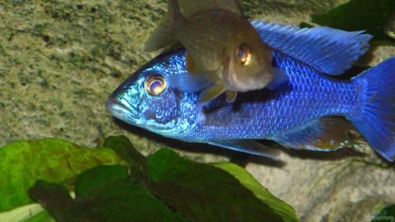 Sciaenochromis fryeri mit Weib von Armin Lange (26)