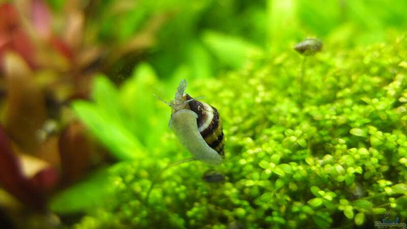 Einrichtungsbeispiele für die Haltung Raubturmdeckelschnecken (Anentome helena) im Aquarium