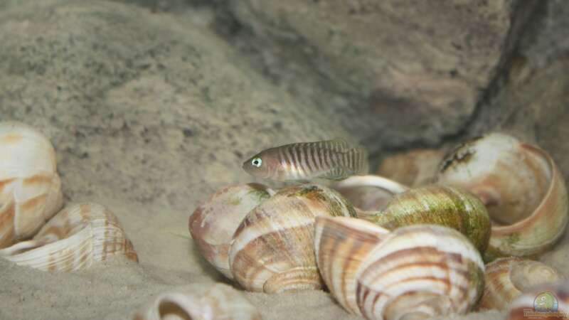 Besatz im Aquarium Kuchimba kibushuti verkauft von Koehler (22)