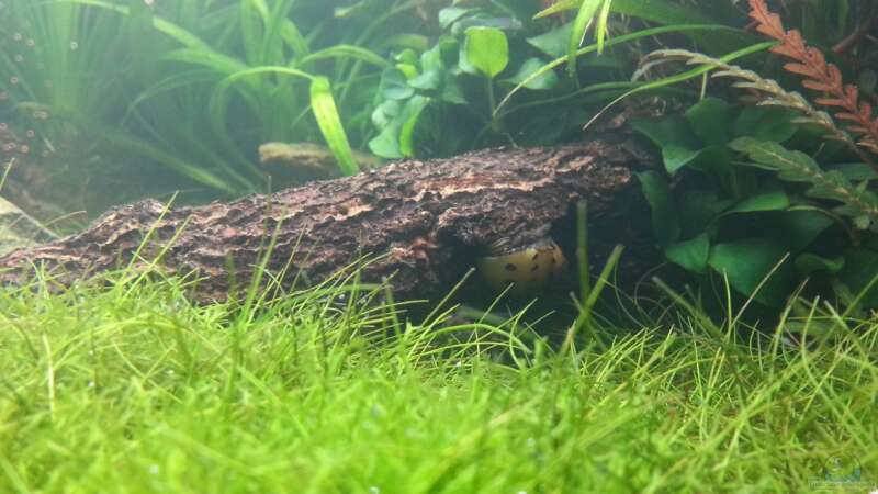 Eleocharis acicularis im Aquarium oder Gartenteich (Einrichtungsbeispiele mit Nadelsimse)