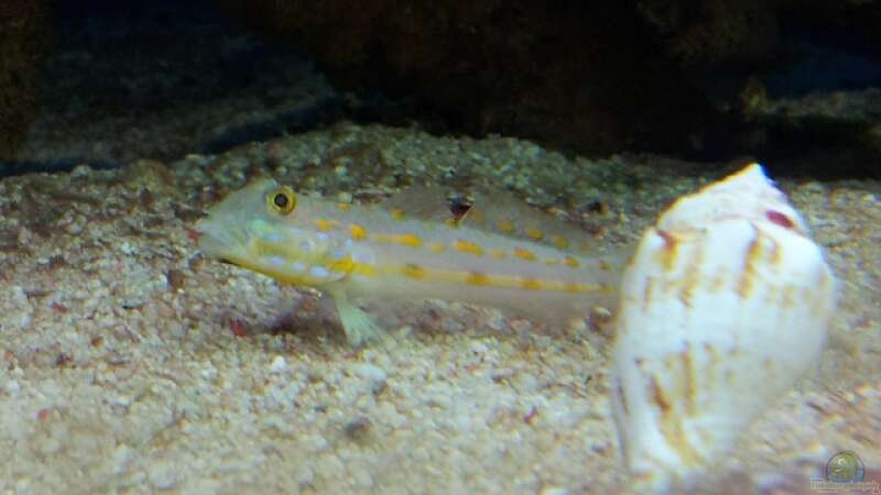 Grundeln im Aquarium halten (Einrichtungsbeispiele für Grundeln)