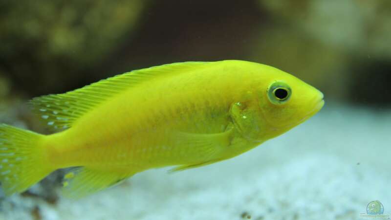 Labidochromis "Yellow" caeruleus im Aquarium halten (Einrichtungsbeispiele für Gelber Malawimaulbrüter)