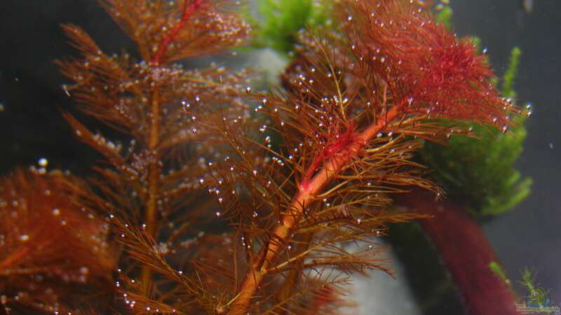 Aquarien mit Myriophyllum tuberculatum (Rotblättriges Tausendblatt)