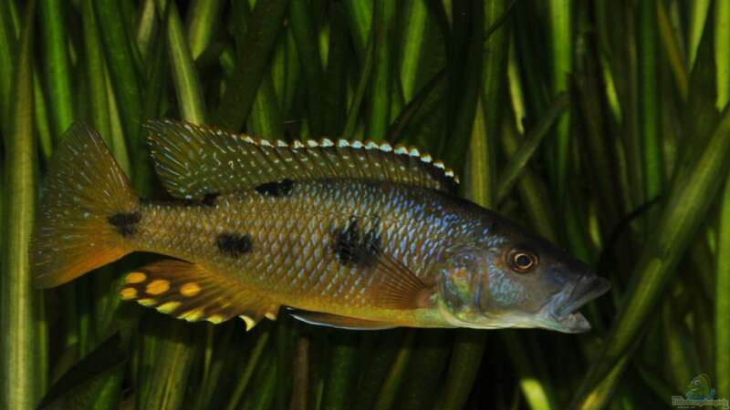 Exochromis anagenys Bock von Crenii (44)