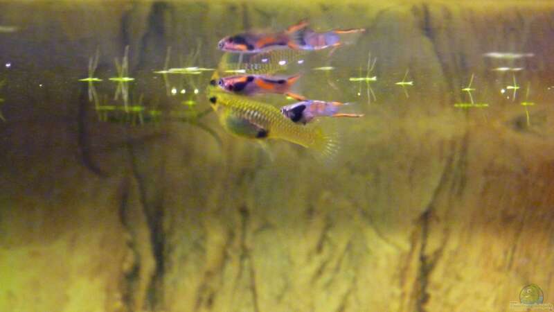 Endler Guppies von MaTrou (6)