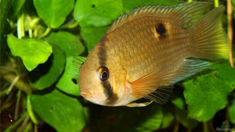 Einrichtungsbeispiele für die Haltung von Maronibuntbarschen (Cleithracara maronii) im Aquarium