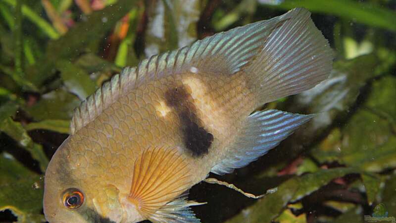 Einrichtungsbeispiele für die Haltung von Maronibuntbarschen (Cleithracara maronii) im Aquarium