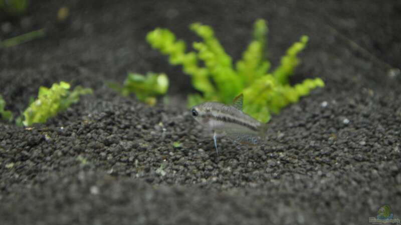 Trichopsis vittata im Aquarium halten (Einrichtungsbeispiele für Knurrender Gurami)