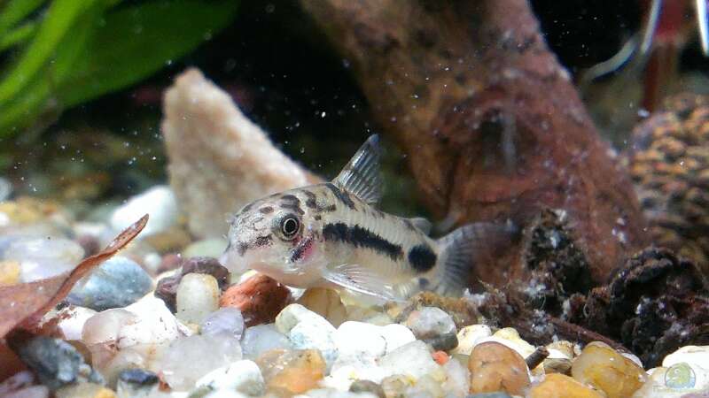 Aquarien für Corydoras habrosus (Schachbrett-Zwergpanzerwels)