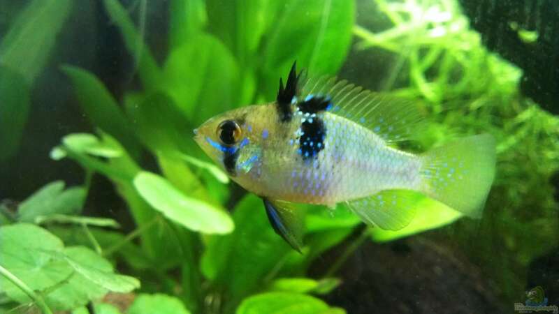 Mikrogeophagus ramirezi im Aquarium halten (Einrichtungsbeispiele für Südamerikanische Schmetterlingsbuntbarsche)