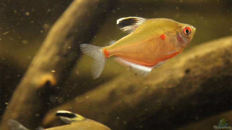 Hyphessobrycon socolofi im Aquarium halten (Einrichtungsbeispiele für Socolofs Kirschflecksalmler)