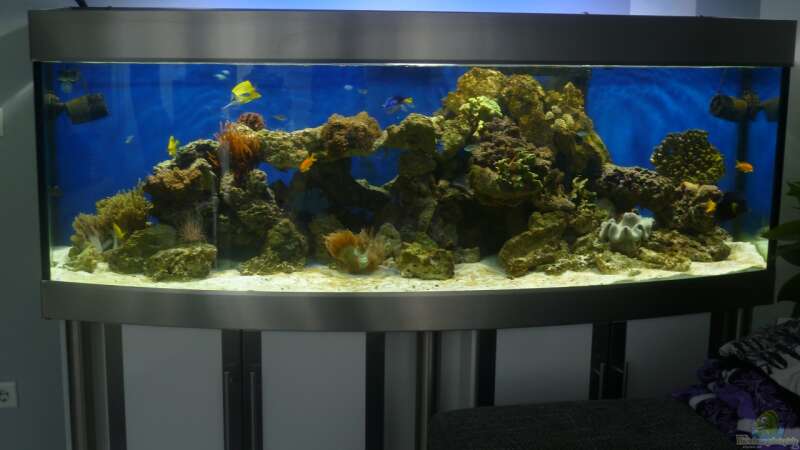 Meerwasser Aquarium 200x70x70 von Sid (1)