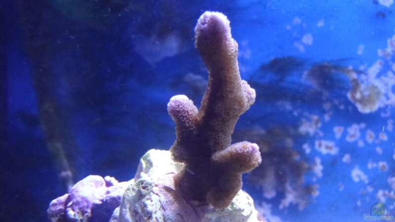 Montipora digitata Rot von Seewasserpanscher (51)