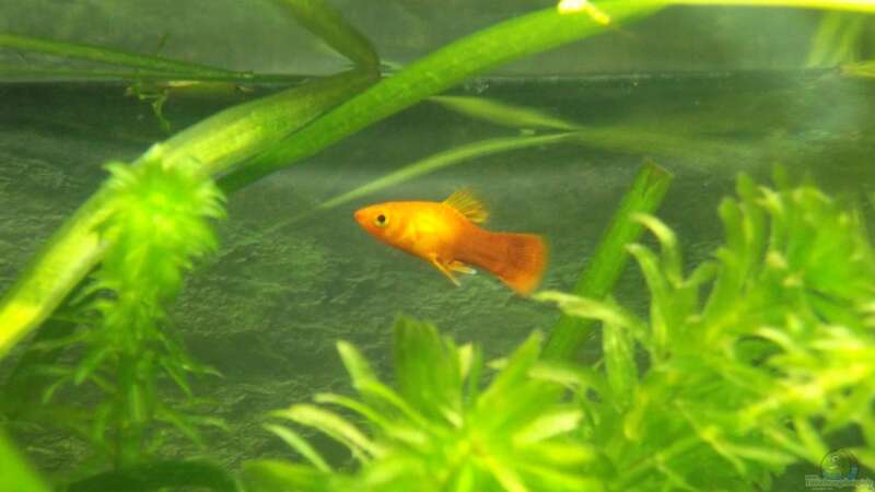 Platy-Männchen von Maggie Blue (29)