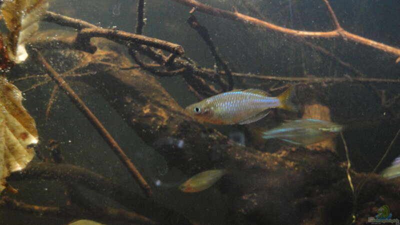 Einrichtungsbeispiele mit Zwerg-Neon-Regenbogenfischen (Melanotaenia praecox)