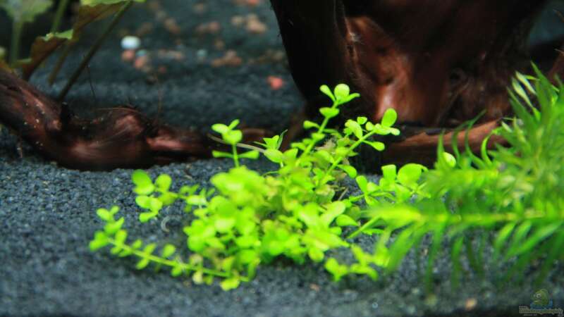 Pflanzen im Aquarium Becken 25928 von tomsabi (4)