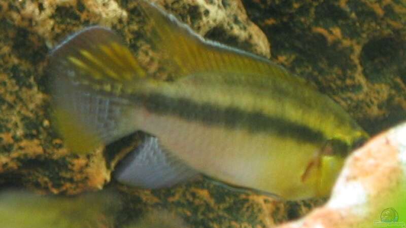 Pelvicachromis humilis im Aquarium halten (Einrichtungsbeispiele für Pelvicachromis humilis)