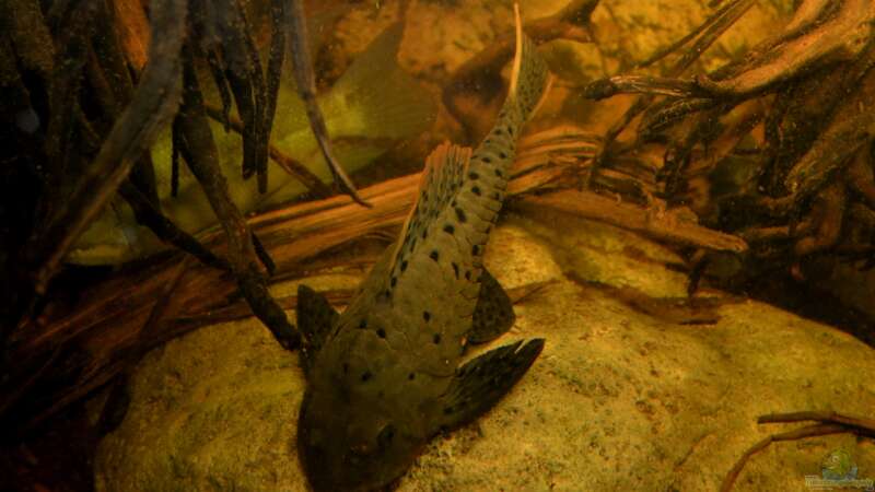 Pseudorinelepis genibarbis im Aquarium halten (Einrichtungsbeispiele für Rotbart Tannenzapfenwels)