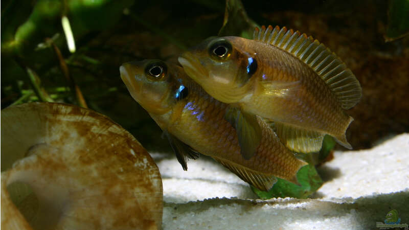 Besatz im Aquarium Becken 264 von Stefan Kellner (7)