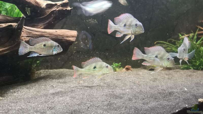 Geophagus Winemilleri von Stefan Heins (34)