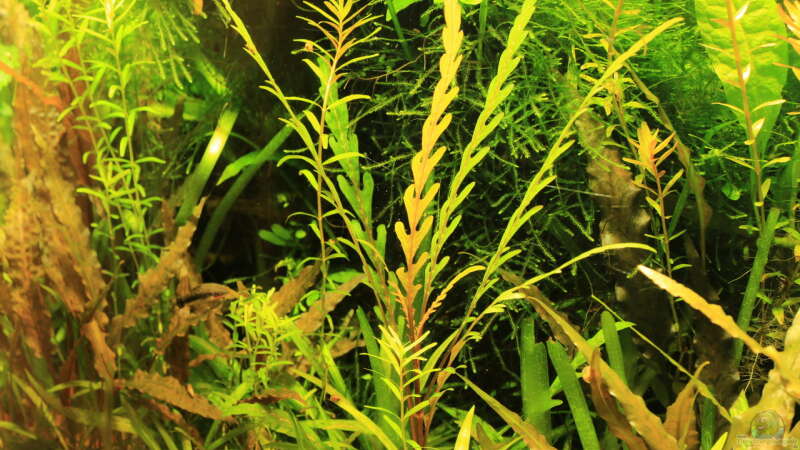 Sept.2014 Hygrophila pinnatifida von Peter Niehuber (7)