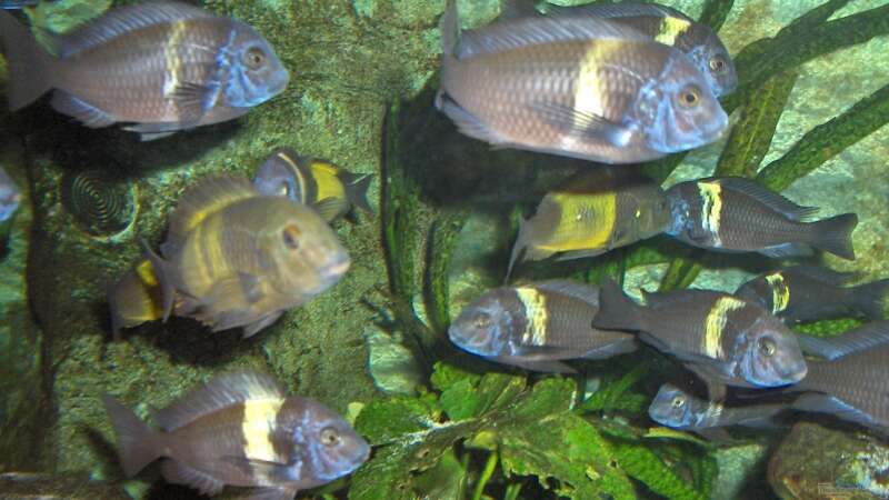 Besatz im Aquarium aufgelöstBecken 2668 von Justus (26)