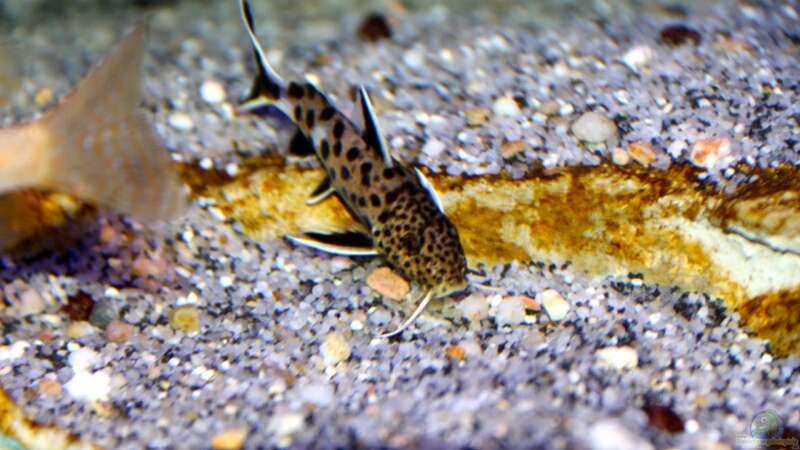 Synodontis petricola von Cruiser Bruno (90)