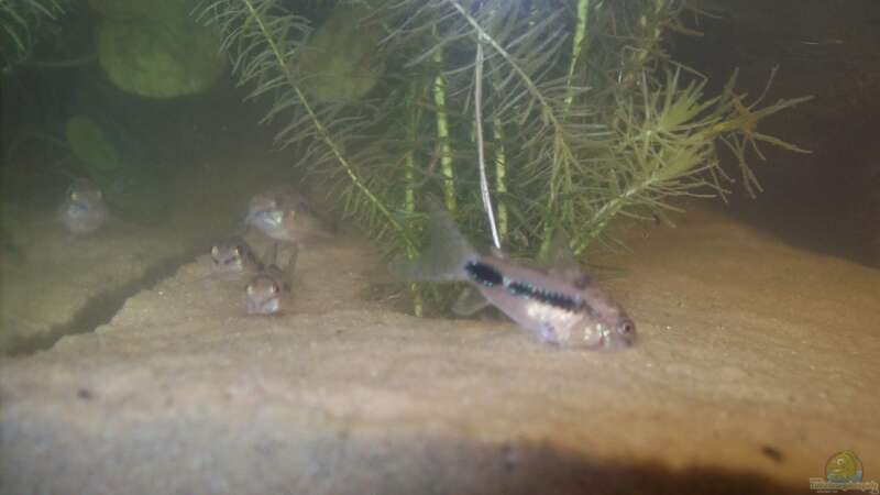 Corydoras Habrosus beim wühlen von Lotte und Hendo (52)